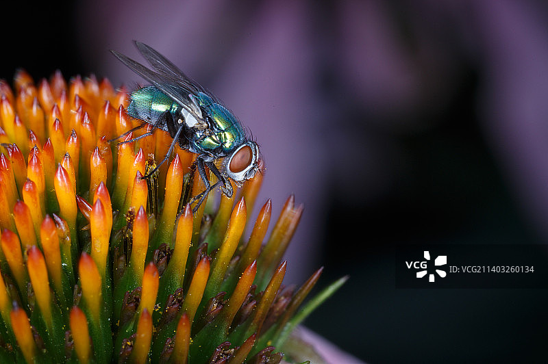 紫色松果菊上的绿瓶蝇图片素材