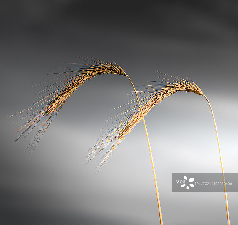 麦田在天空下生长的特写图片素材