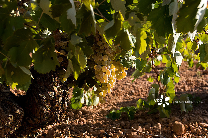 葡萄园里生长的葡萄特写，西班牙雷阿尔城图片素材