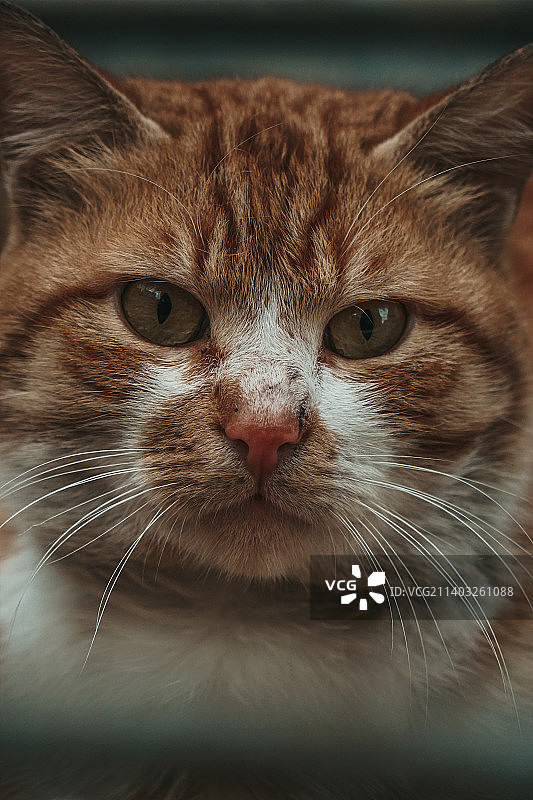 猫的特写肖像图片素材