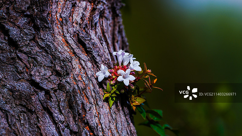 大花六道木图片素材