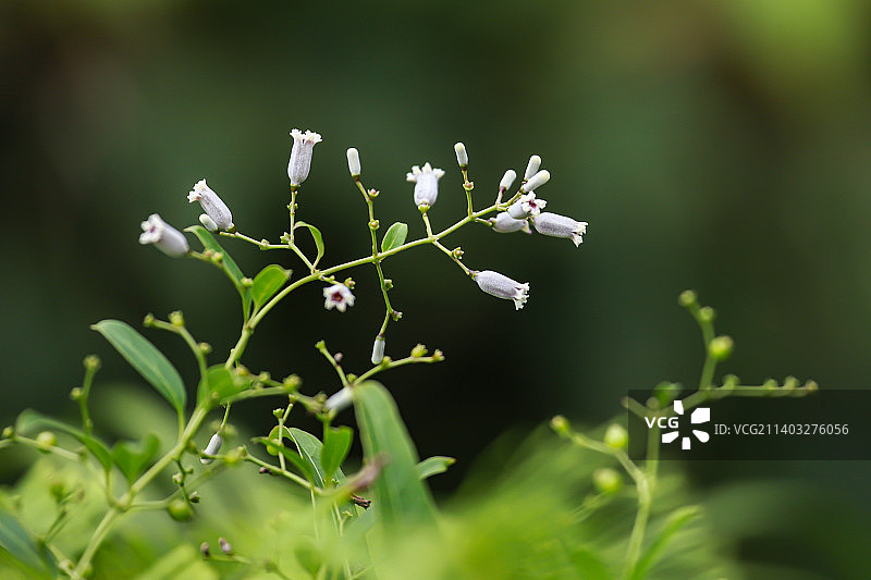 鸡屎藤图片素材