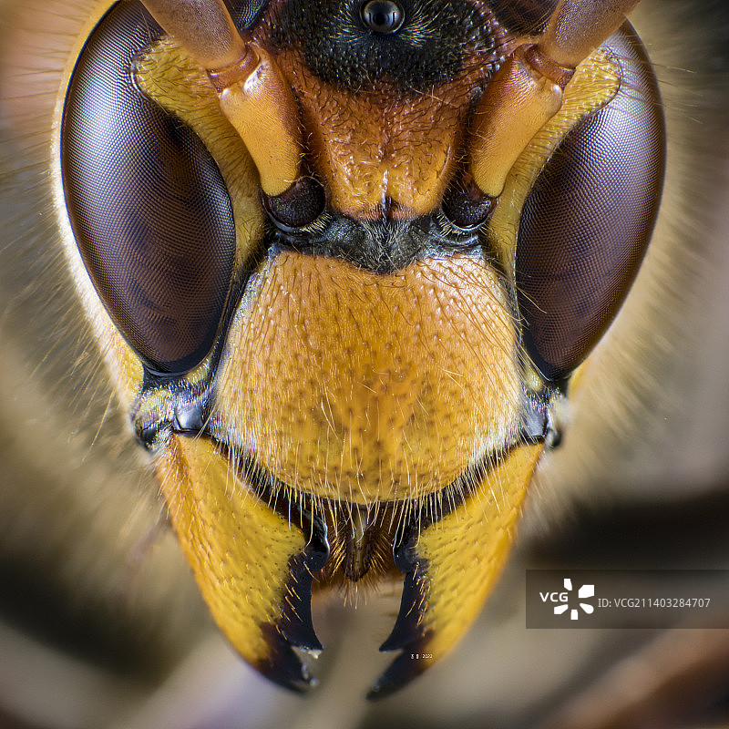 大黄蜂图片素材