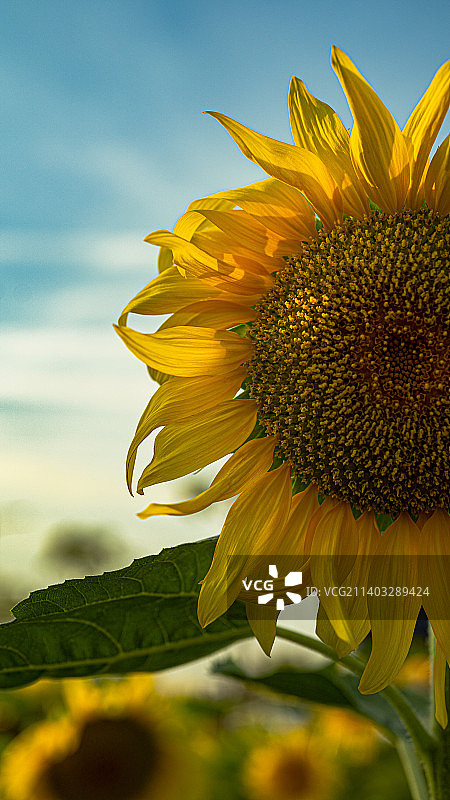 向日葵图片素材