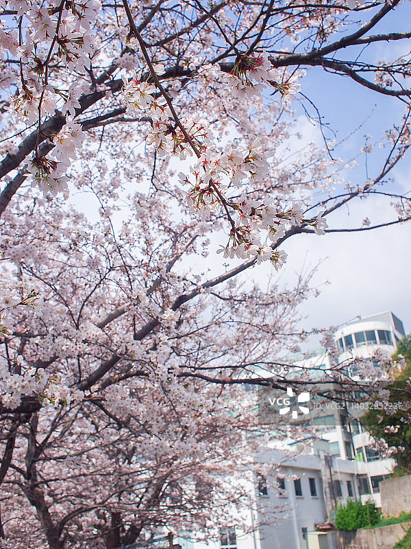 韩国光州春天盛开的樱花图片素材