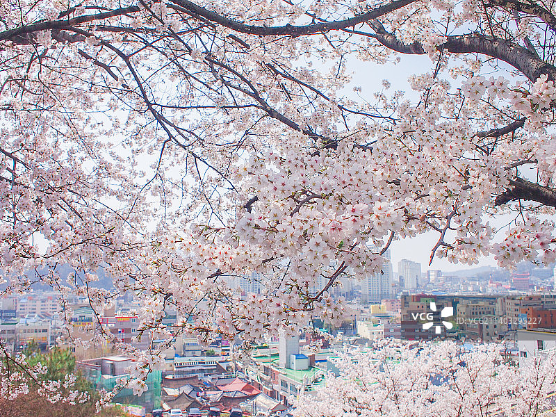 韩国光州春天盛开的樱花图片素材