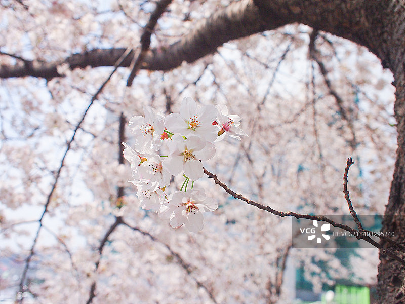 春天盛开的樱花图片素材