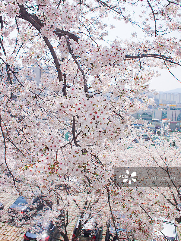 春天盛开的樱花图片素材