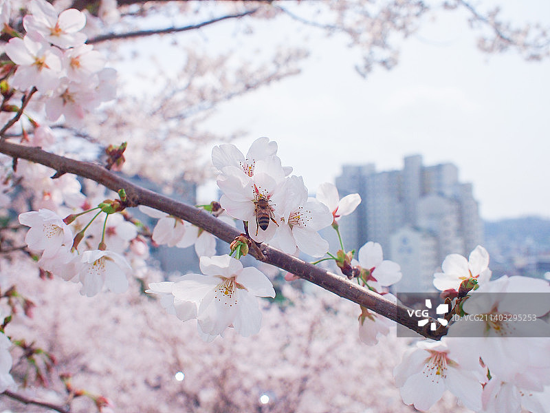 春天盛开的樱花图片素材