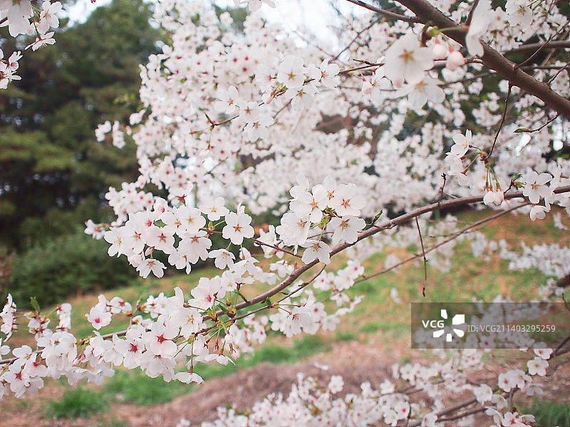 春天盛开的樱花图片素材