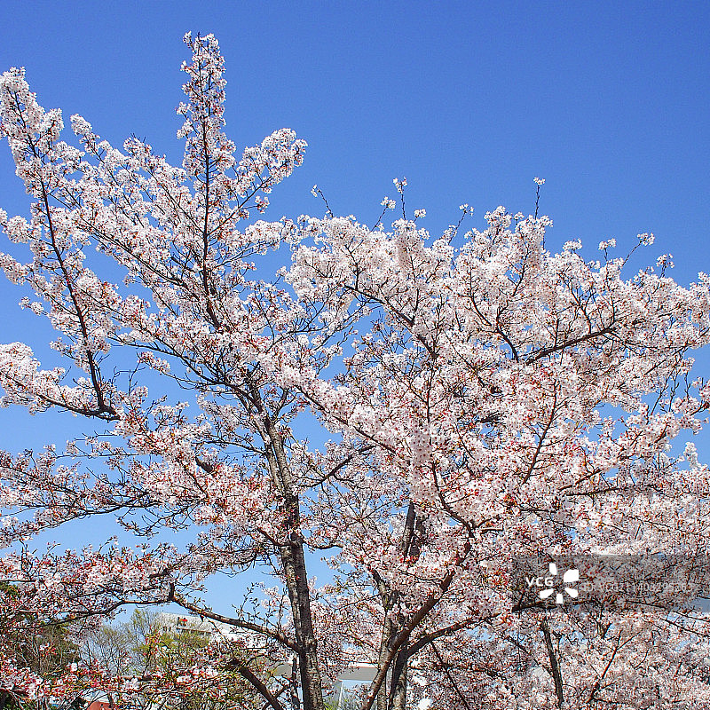春天盛开的樱花图片素材