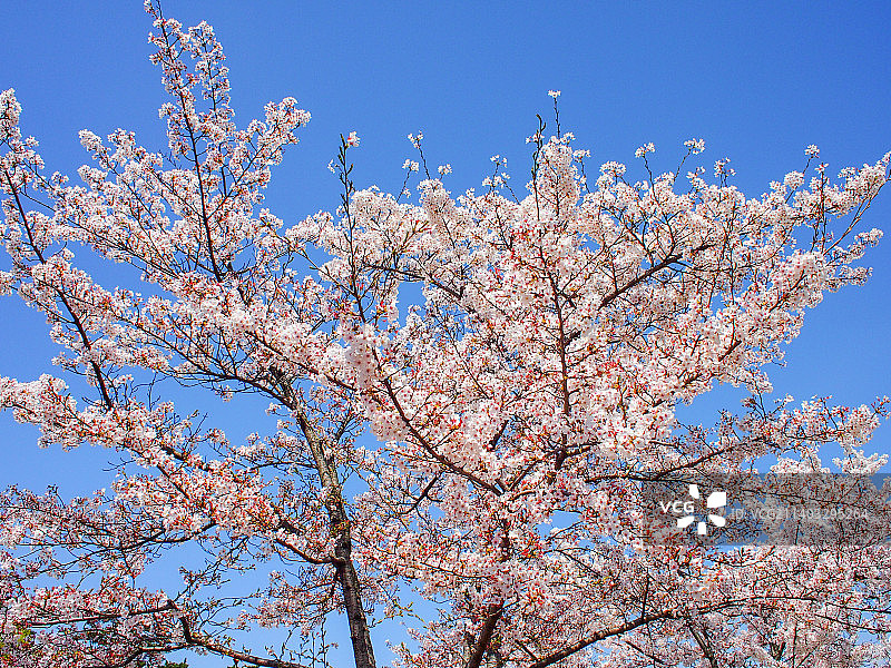 春天盛开的樱花图片素材