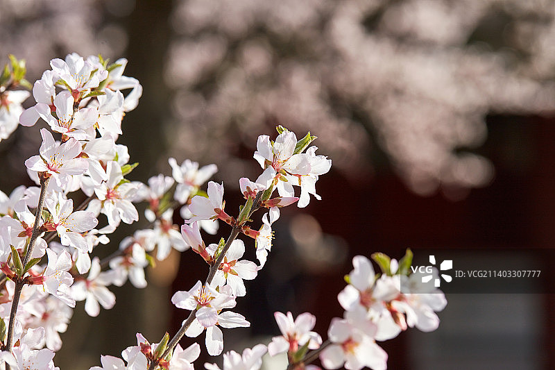 韩国古宫的樱花图片素材