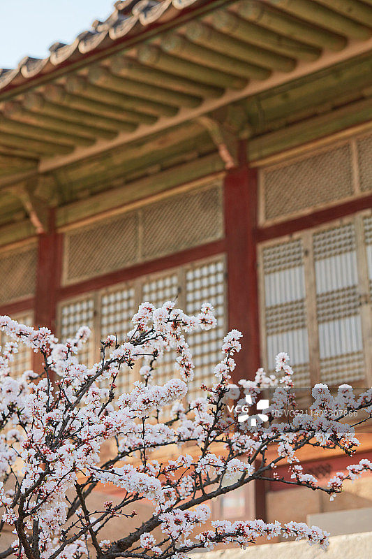 韩国古宫的樱花图片素材
