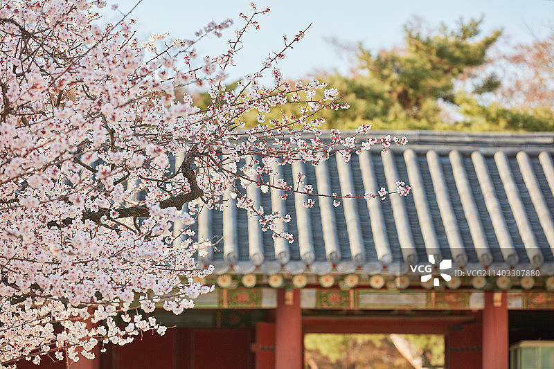 韩国古宫的樱花图片素材
