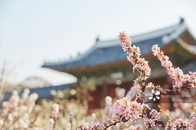 韩国古宫的樱花图片素材