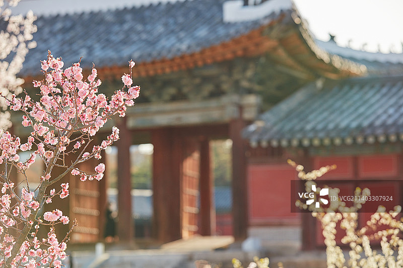 韩国古宫的樱花图片素材