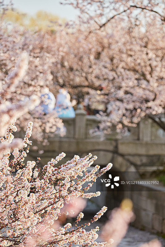 韩国古宫的樱花图片素材