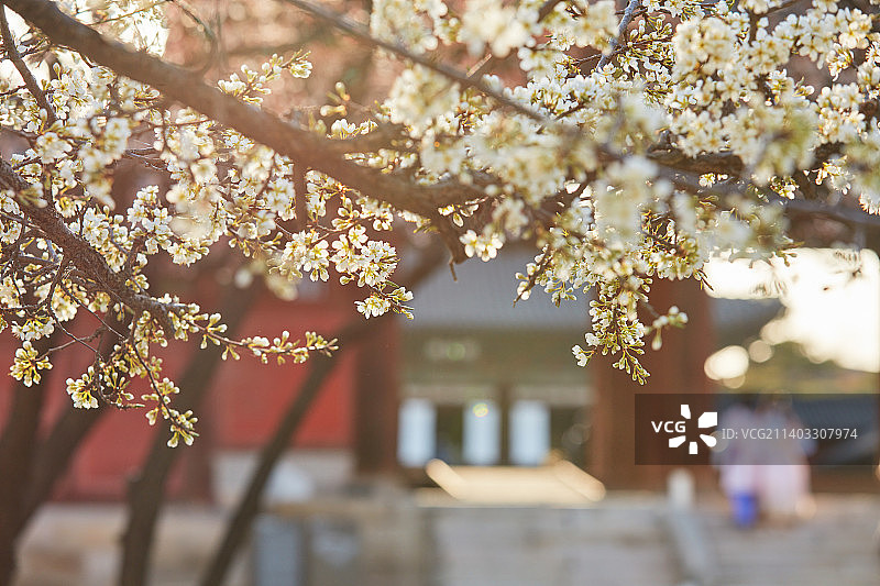 韩国古宫的樱花图片素材