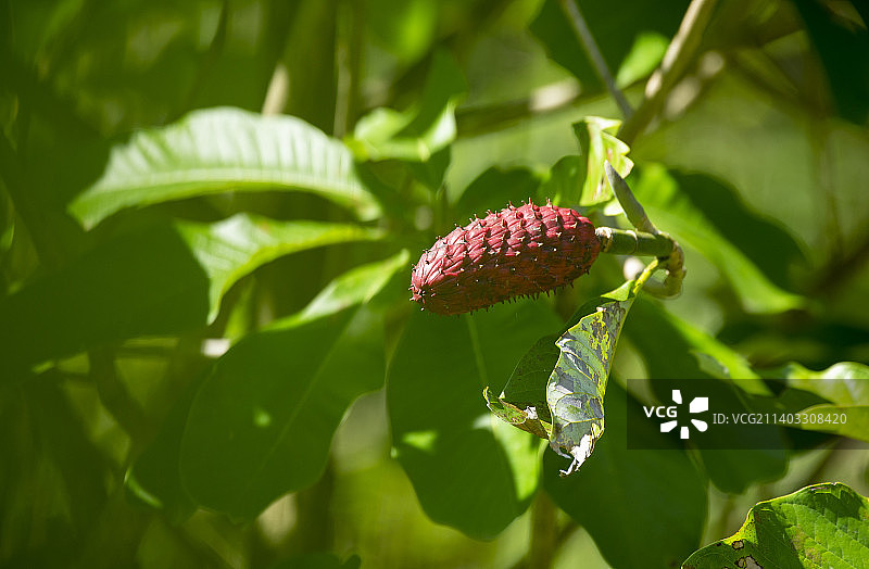 厚朴的成熟之美图片素材