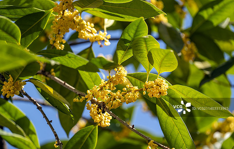 八月盛开的桂花图片素材