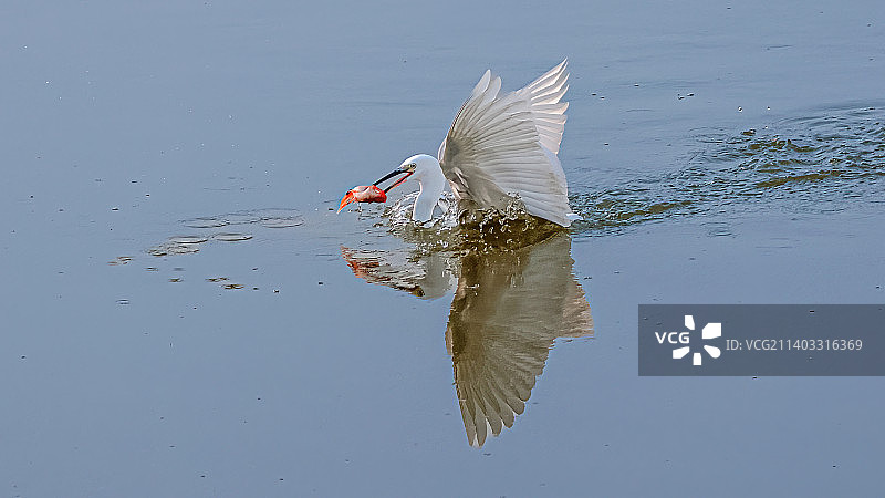 白鹭捕鱼图片素材