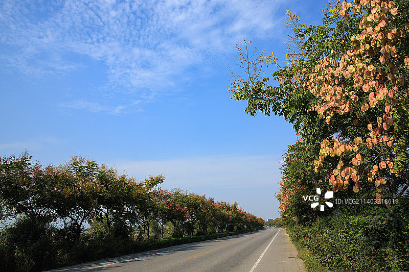 泾阳的秋天图片素材