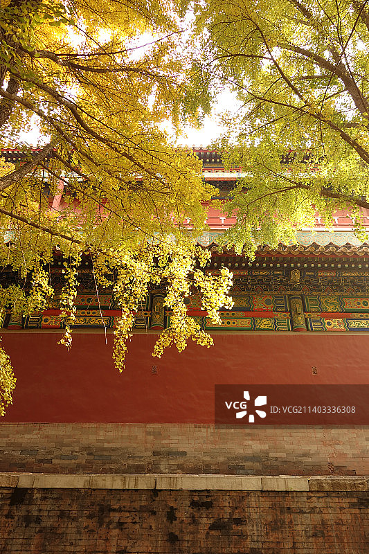 北京故宫秋天紫禁十八槐银杏树风光图片素材
