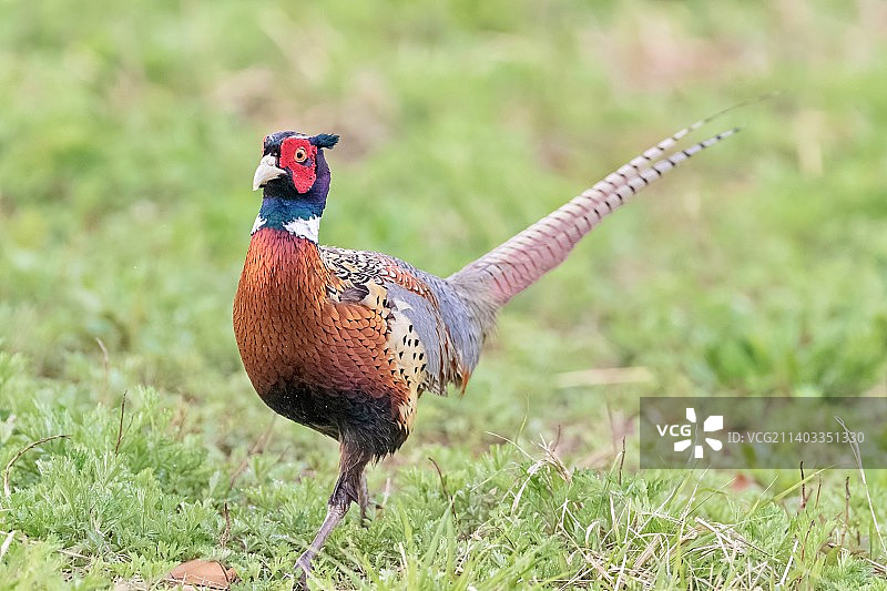 环颈雉图片素材