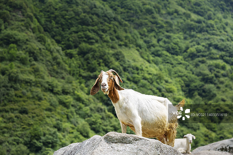 独立在山谷石头上仰望的山羊图片素材