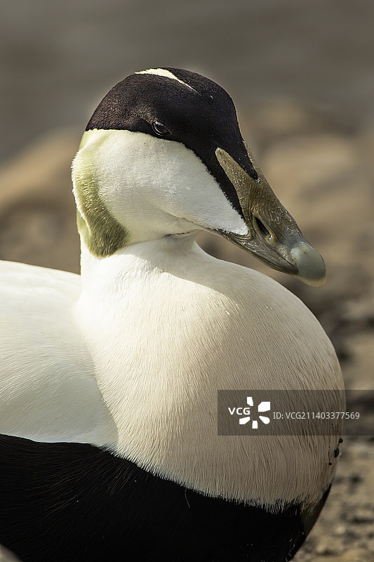 普通绒鸭图片素材