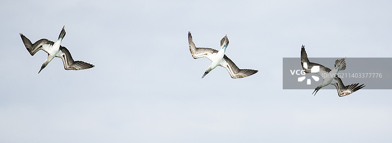 蓝脚鲣鸟图片素材