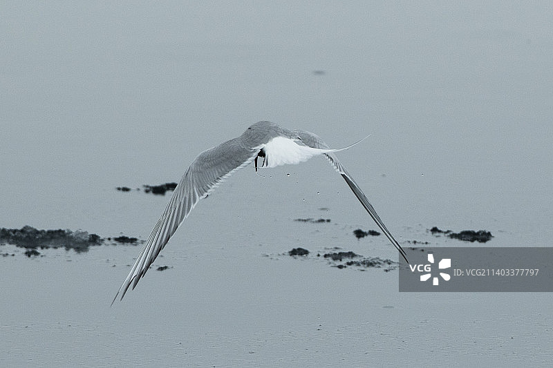 北极燕鸥图片素材
