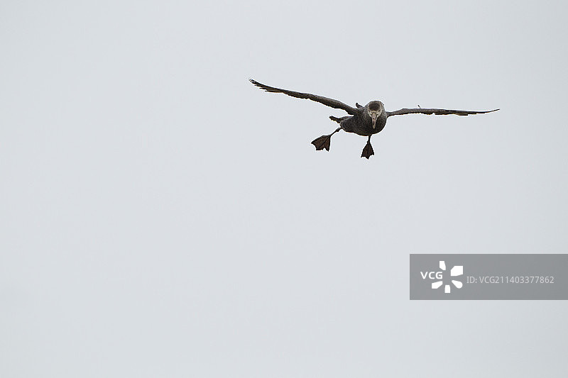 北大鹱图片素材