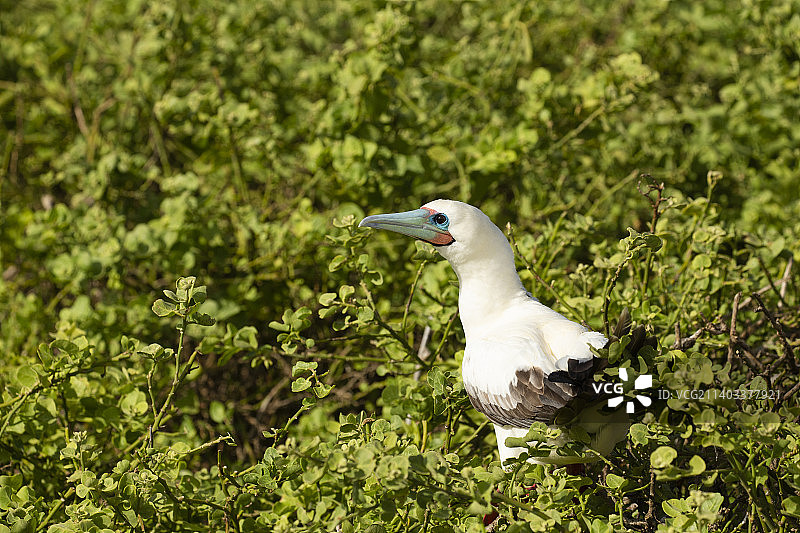 红脚鲣鸟图片素材