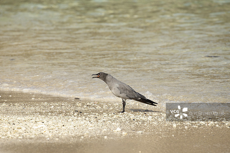 熔岩海鸥图片素材