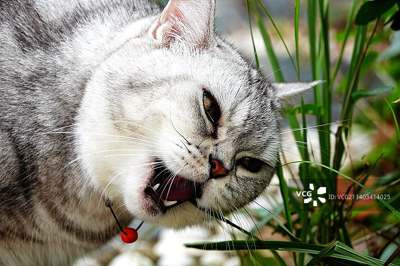 斑纹猫图片素材