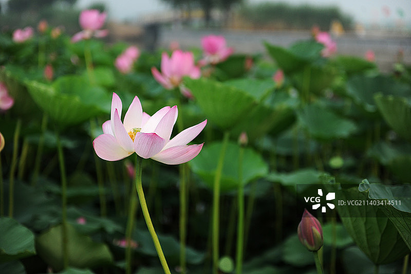 河北，雄安新区，白洋淀，荷花图片素材