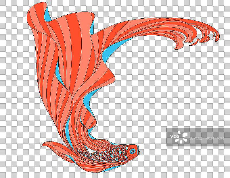 白色背景下的锦鲤图片素材