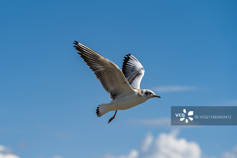 巴音布鲁克大草原鸟类保护区图片素材