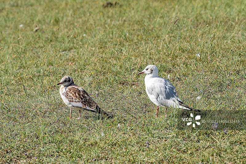 巴音布鲁克大草原鸟类保护区图片素材
