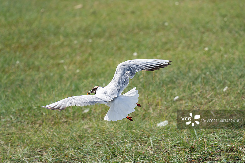 巴音布鲁克大草原鸟类保护区图片素材