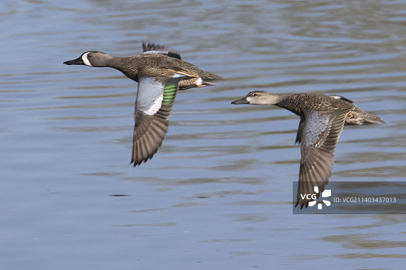 蓝翅鹊鸭飞翔图片素材