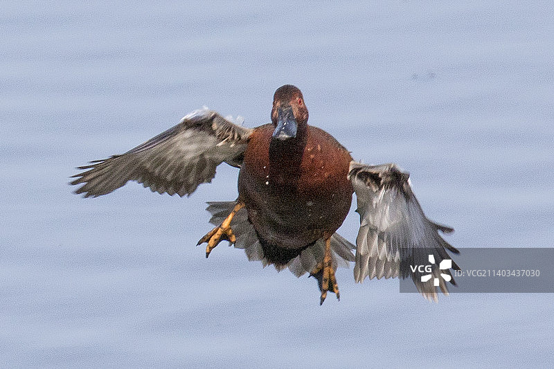 雄性肉桂色鸭降落正面图图片素材
