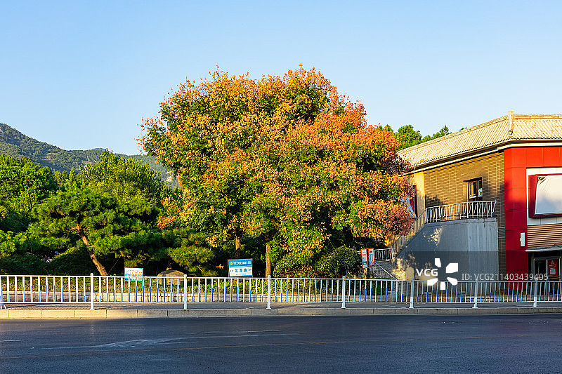 中国城市交通拍摄主题，平坦的柏油路马和路边的树木，户外白昼无人图像摄影图片素材