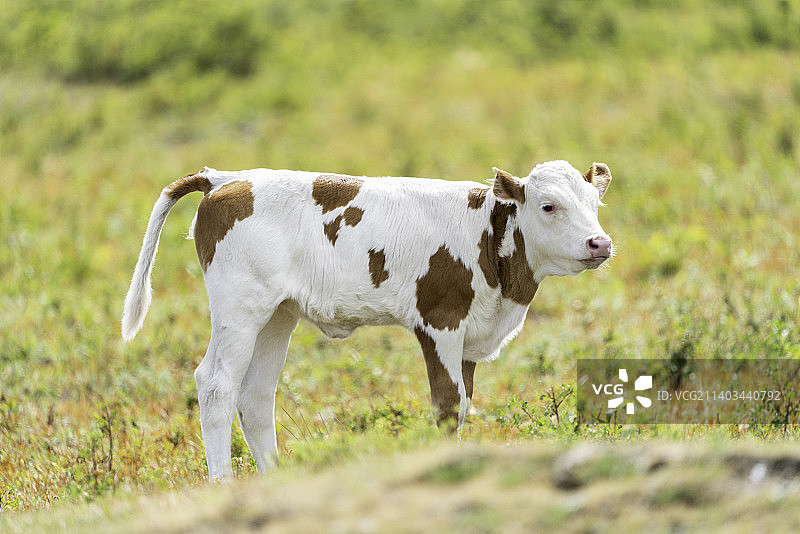 刚出生的小牛犊图片素材