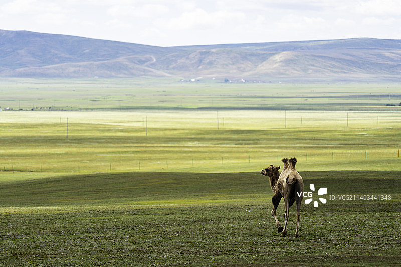新疆喀纳斯草原上的野骆驼图片素材