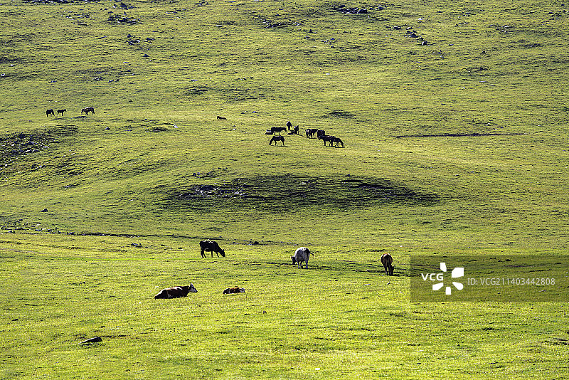 新疆喀纳斯草原上的牛群图片素材