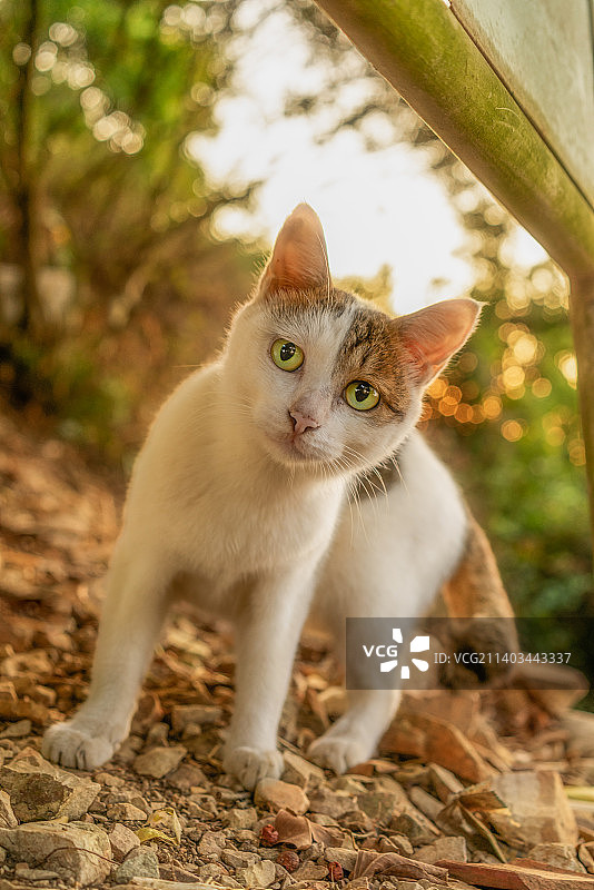 户外的流浪猫图片素材