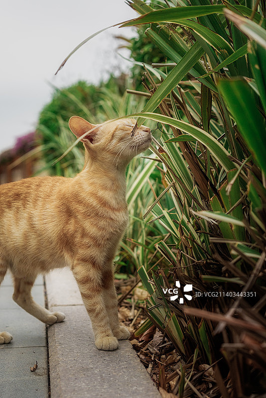 户外的流浪猫图片素材